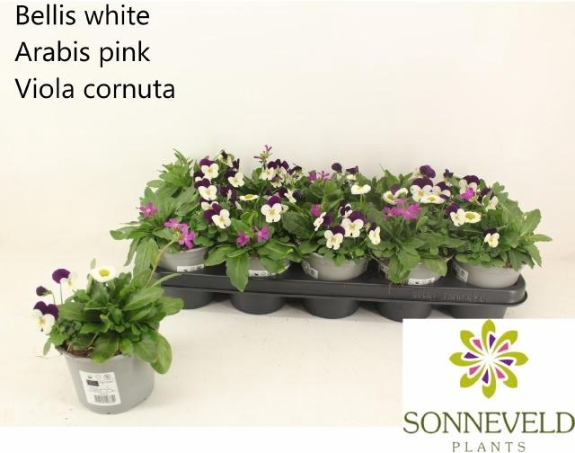 <h4>PERKPL TOEF 3 KL</h4>