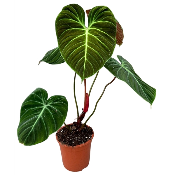 <h4>Philodendron El choco Red</h4>
