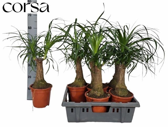 <h4>Beaucarnea Recur</h4>