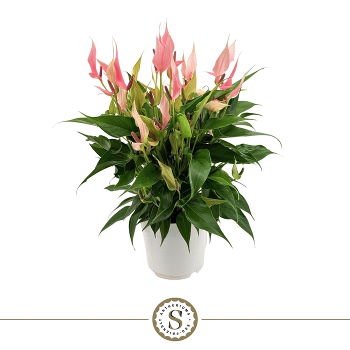 Anthurium andr. 'Lilli'