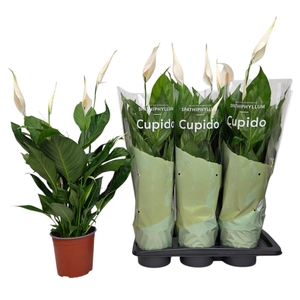Spathiphyllum Bingo Cupido 17Ø 80cm 5fl