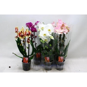 PHAL CASCADE MIX 2 TAK