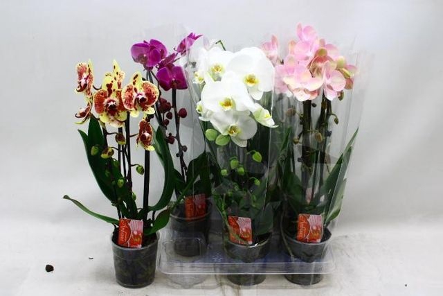 <h4>PHAL CASCADE MIX 2 TAK</h4>