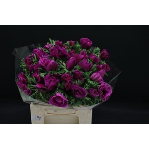 ANEMONE COR. 'JERUSALEM PURPLE'