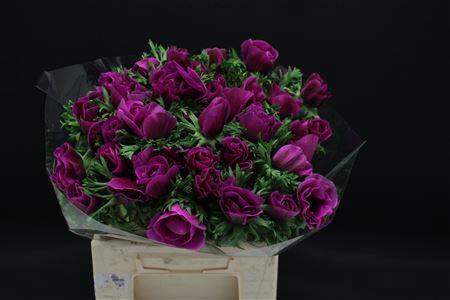 <h4>ANEMONE COR. 'JERUSALEM PURPLE'</h4>