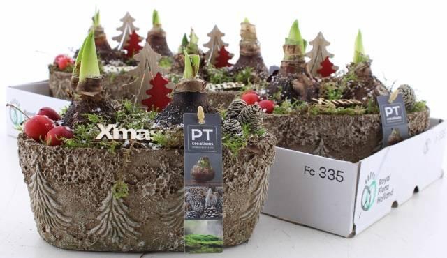 <h4>ARR BOL KNOLGEWAS</h4>