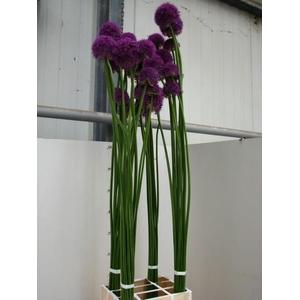 ALLIUM GROOTBLOEMIG