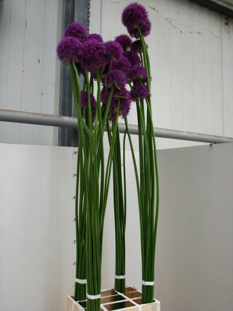 <h4>ALLIUM GROOTBLOEMIG</h4>