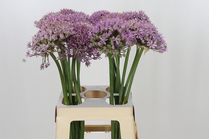 <h4>Allium Pink Jewel</h4>