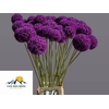 Allium Ambassador