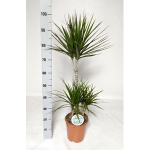 Dracaena Marginata 21Ø 100cm 3pp