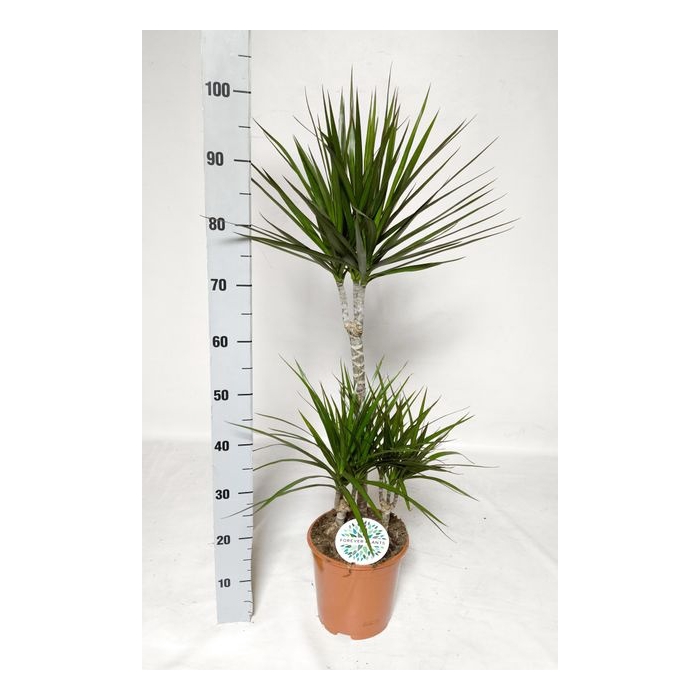 <h4>Dracaena Marginata 21Ø 100cm 3pp</h4>