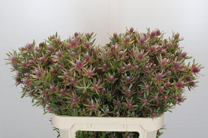 Leucadendron Ayoba Star Pearl