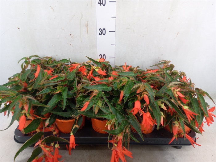 <h4>Begonia tuber. 'Bonfire'</h4>