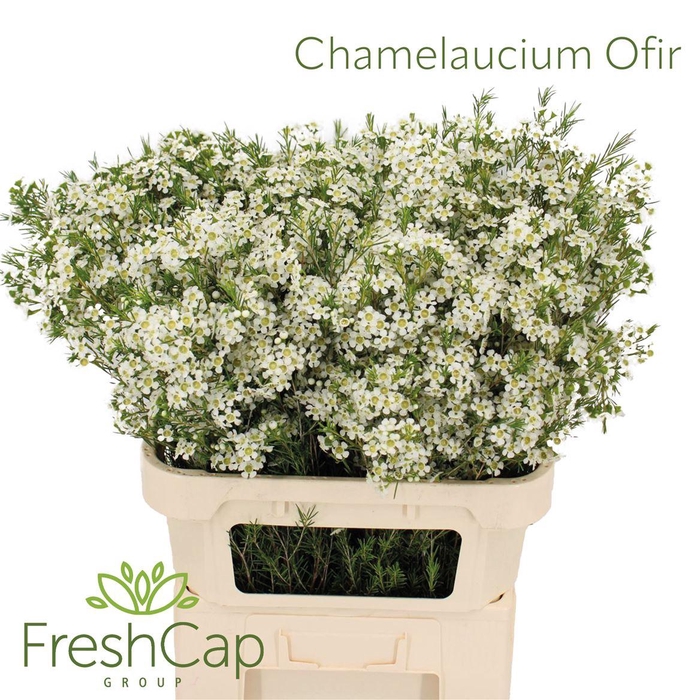 <h4>Chamelaucium Ofir</h4>