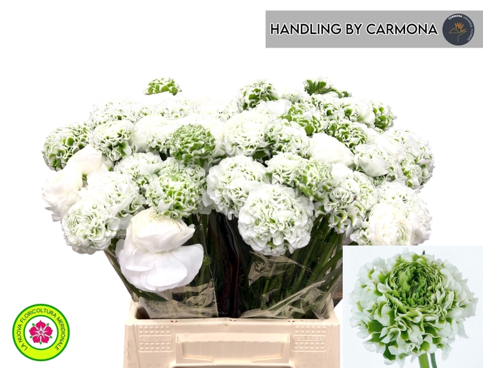 <h4>RAN PON PON IGLOO</h4>