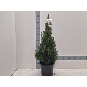 PICEA GL CONICA