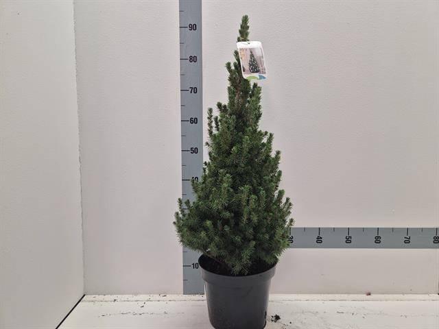 <h4>PICEA GL CONICA</h4>