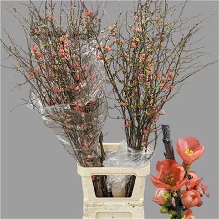 <h4>Chaenomeles Superba</h4>