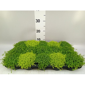 Soleirolia soleirolii   ...mix 2