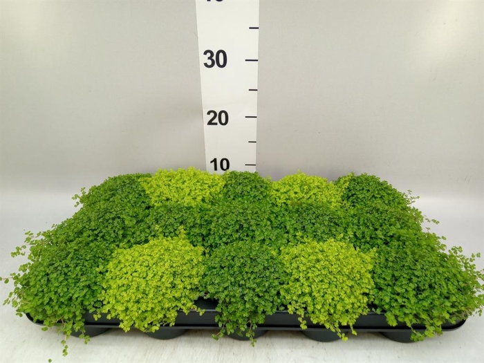 <h4>Soleirolia soleirolii   ...mix 2</h4>