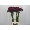 Allium Miami