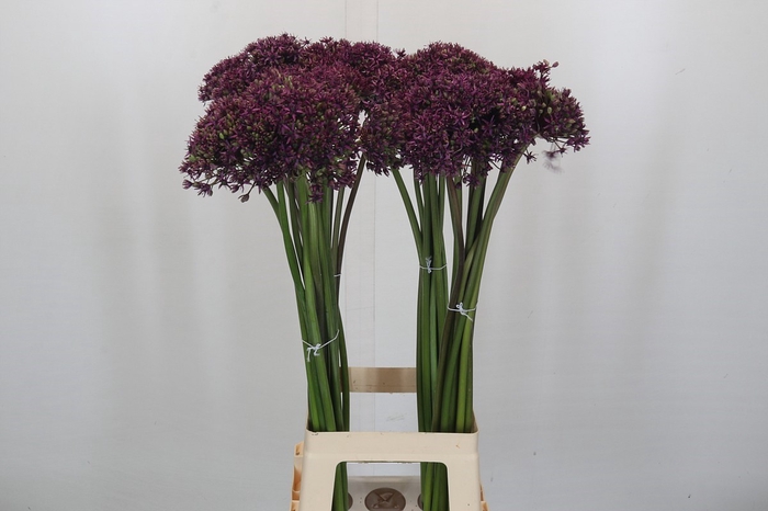 <h4>Allium Miami</h4>