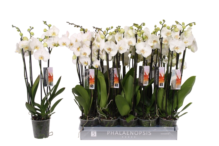 <h4>Phalaenopsis color white, 4-spike 25+</h4>