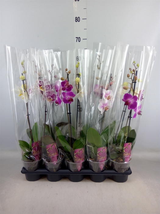 <h4>Phalaenopsis   ...mix</h4>