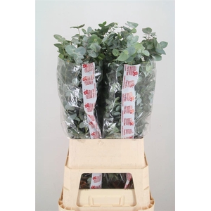 Euca Cinerea Super P Stem 100 Cm