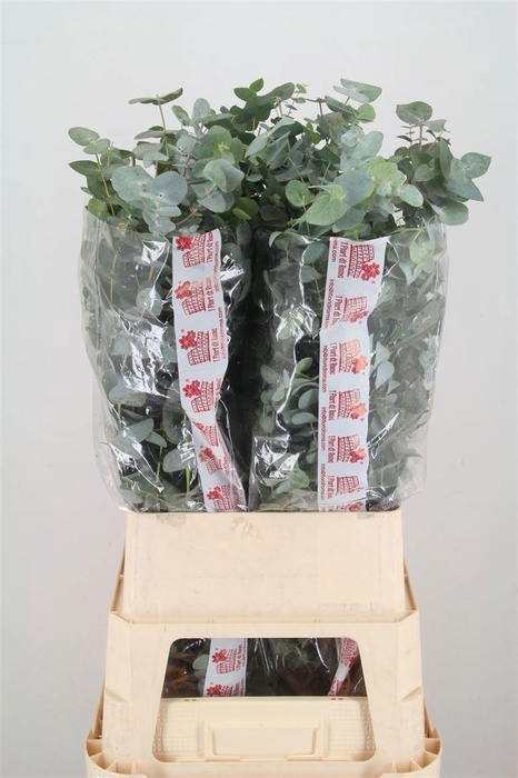 <h4>Euca Cinerea Super P Stem 100 Cm</h4>