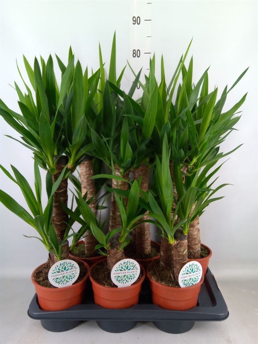 <h4>Yucca</h4>