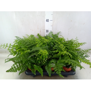 Asplenium  'Parvati'