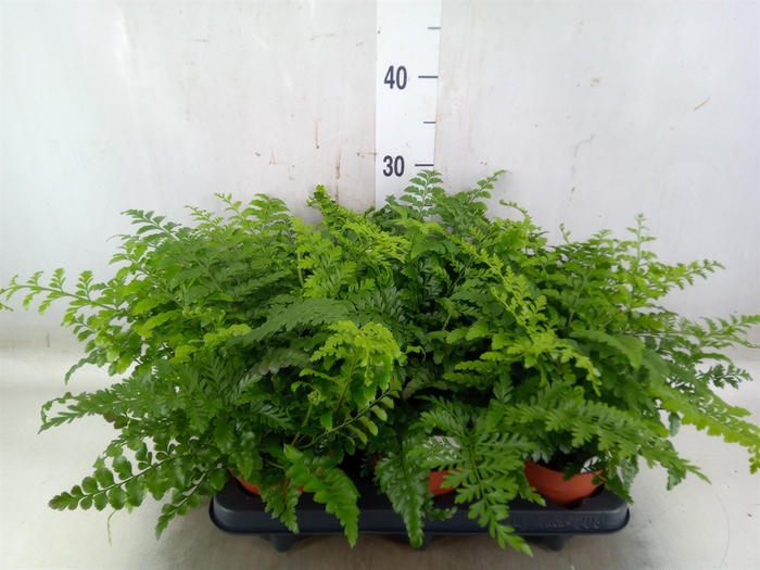 <h4>Asplenium  'Parvati'</h4>
