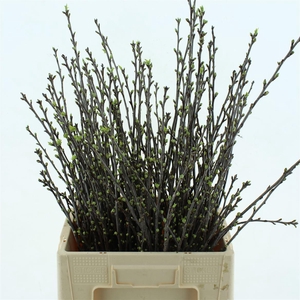 Kersenbloesem P Bos Extra