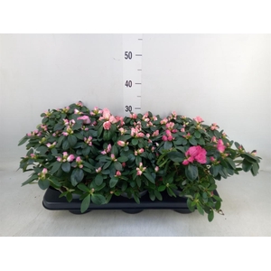 Rhododendron sim. 'Hellmut V' .mix