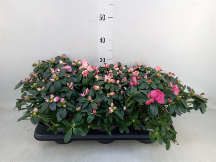 <h4>Rhododendron sim. 'Hellmut V' .mix</h4>