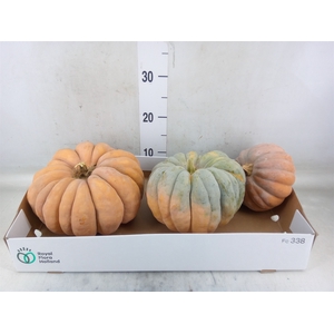 Cucurbita