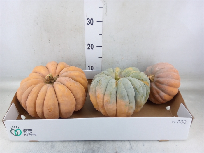 <h4>Cucurbita</h4>