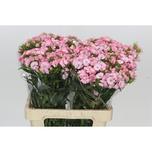 Dianthus Br Earl