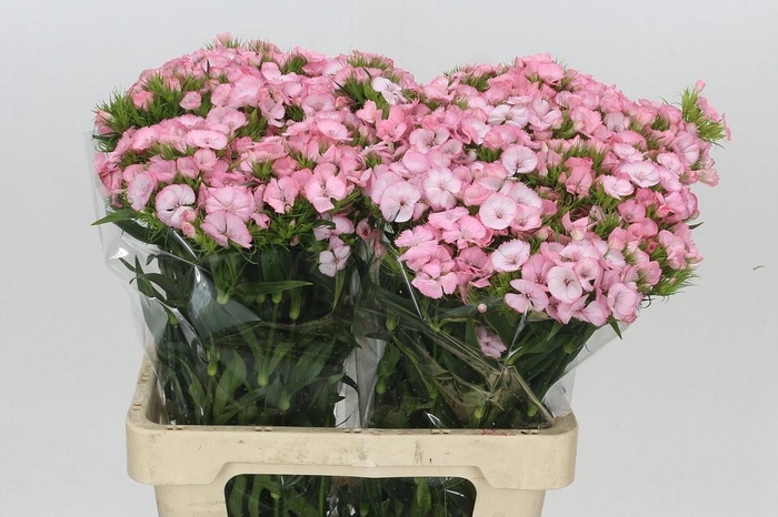 <h4>Dianthus Br Earl</h4>