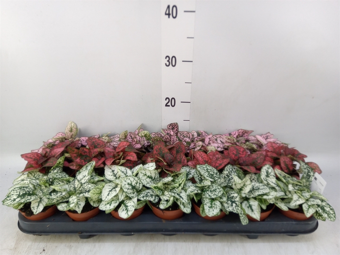 <h4>Hypoestes phyllo.   ...mix</h4>