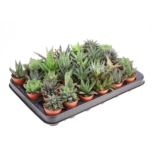 Aloe haworthia mix