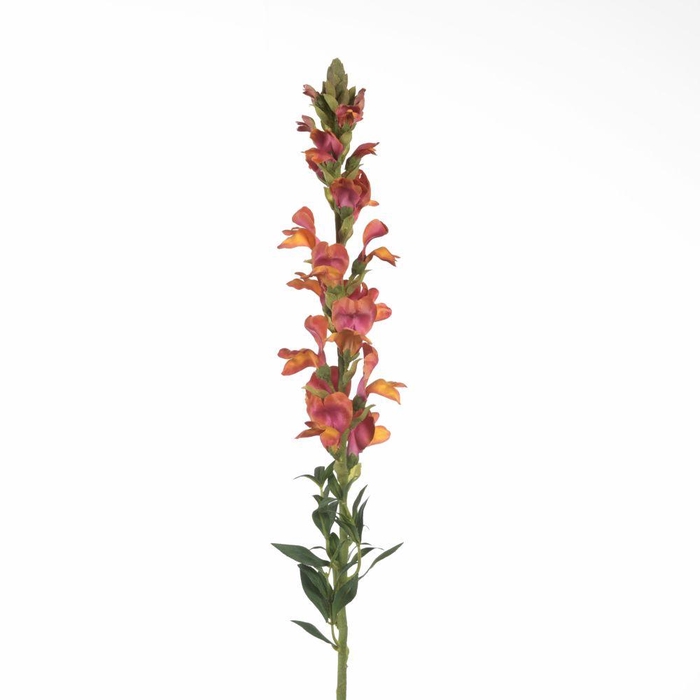<h4>AF Antirrhinum L81cm Orange</h4>