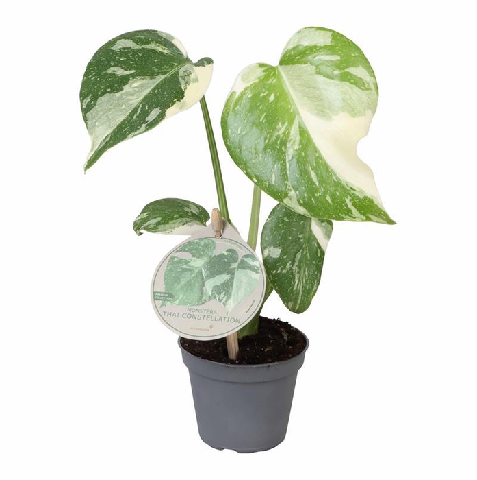 <h4>MONSTERA DELICIOSA p6</h4>