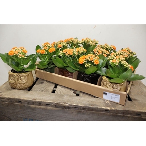 arr8 Arr Kamerpl In Mix Uil Keramiek