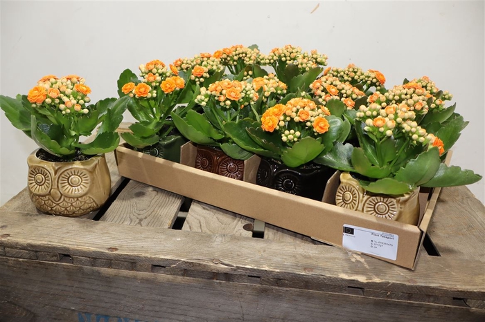 <h4>arr8 Arr Kamerpl In Mix Uil Keramiek</h4>