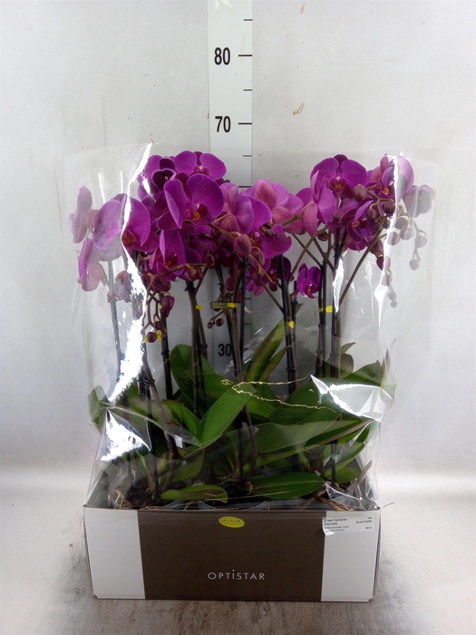 <h4>Phalaenopsis  'FC Joyride'</h4>