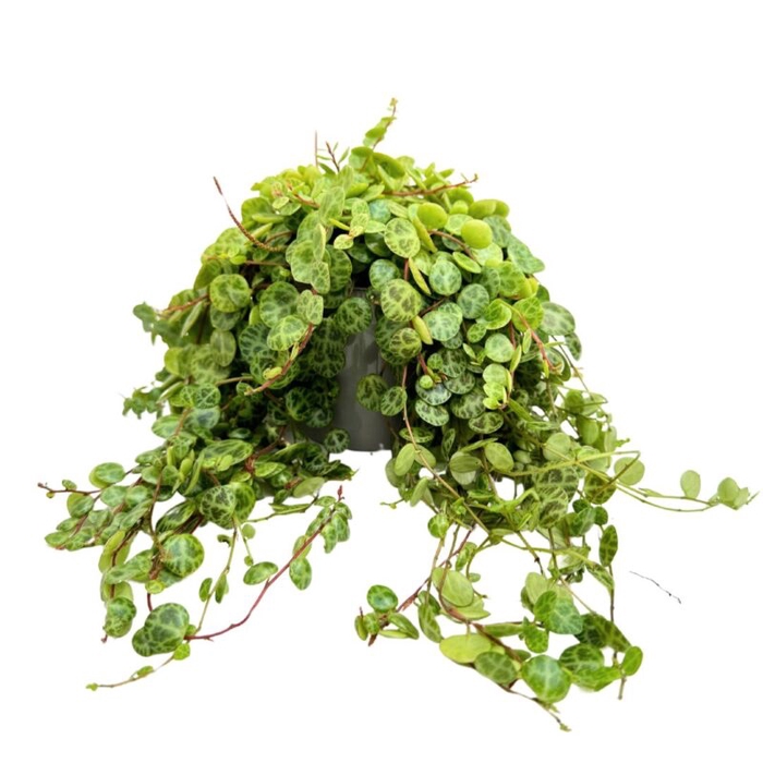 <h4>PEPEROMIA PROSTRATA P9</h4>