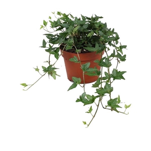 Hedera helix Shamrock